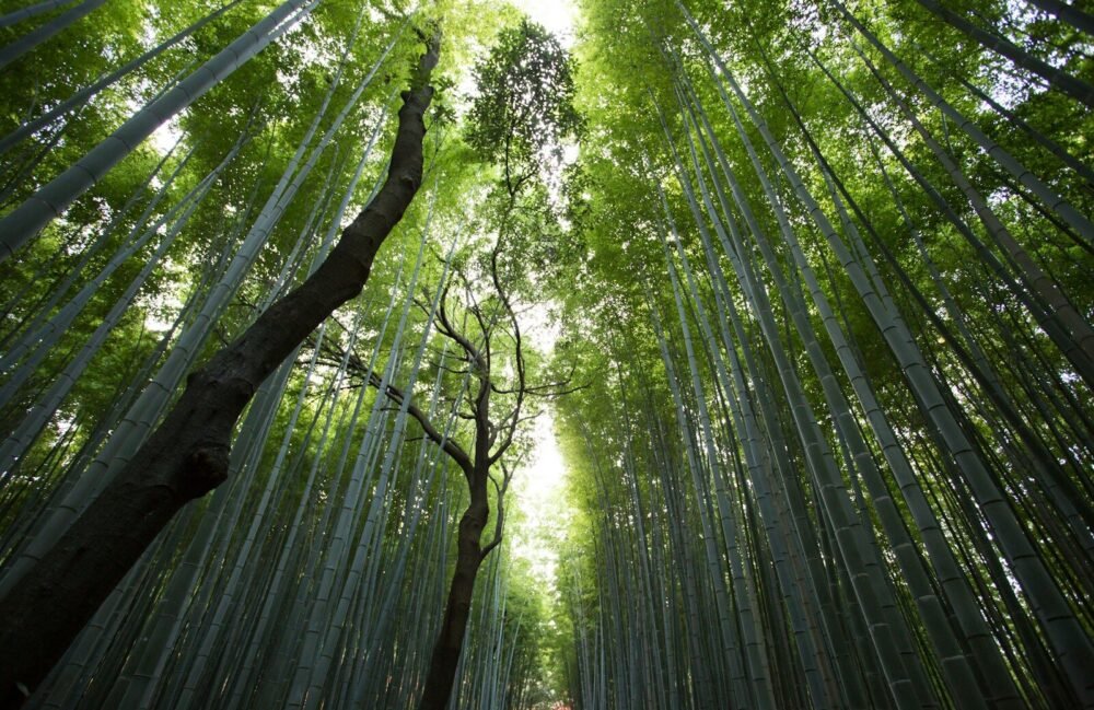 low-angle photography of green leaf trees at daytime