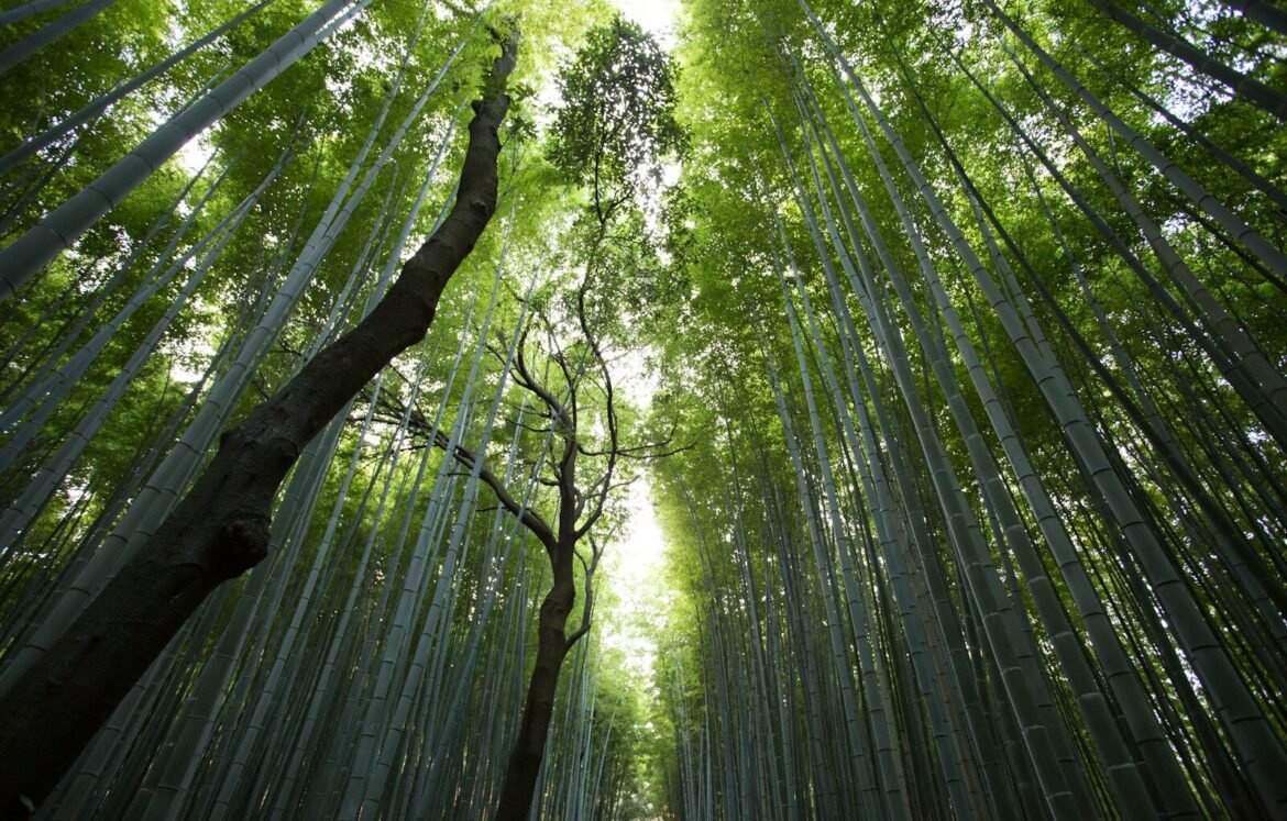low-angle photography of green leaf trees at daytime