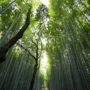 low-angle photography of green leaf trees at daytime