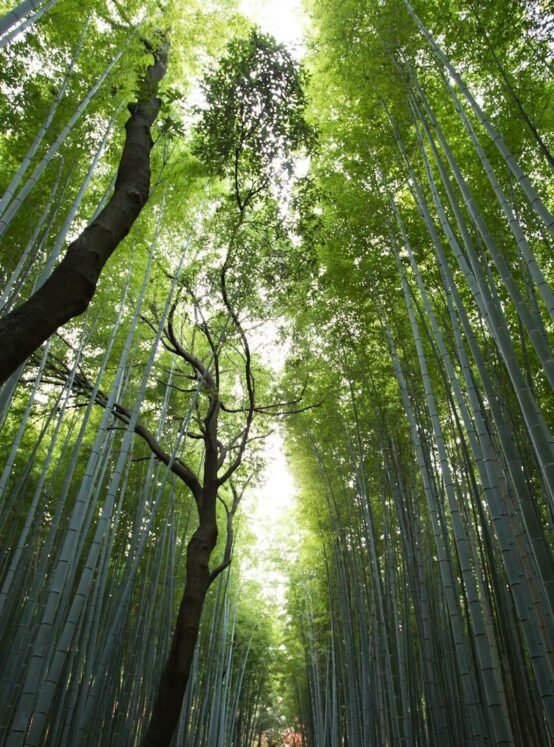 low-angle photography of green leaf trees at daytime