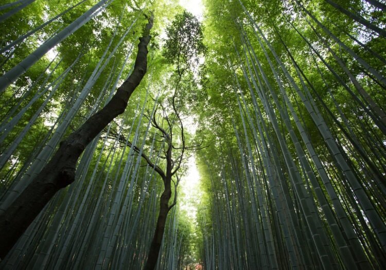 low-angle photography of green leaf trees at daytime