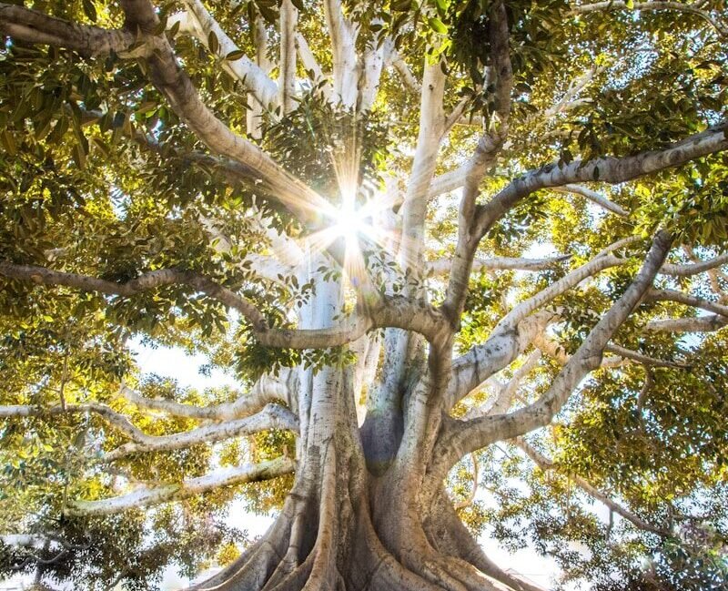 sun light passing through green leafed tree