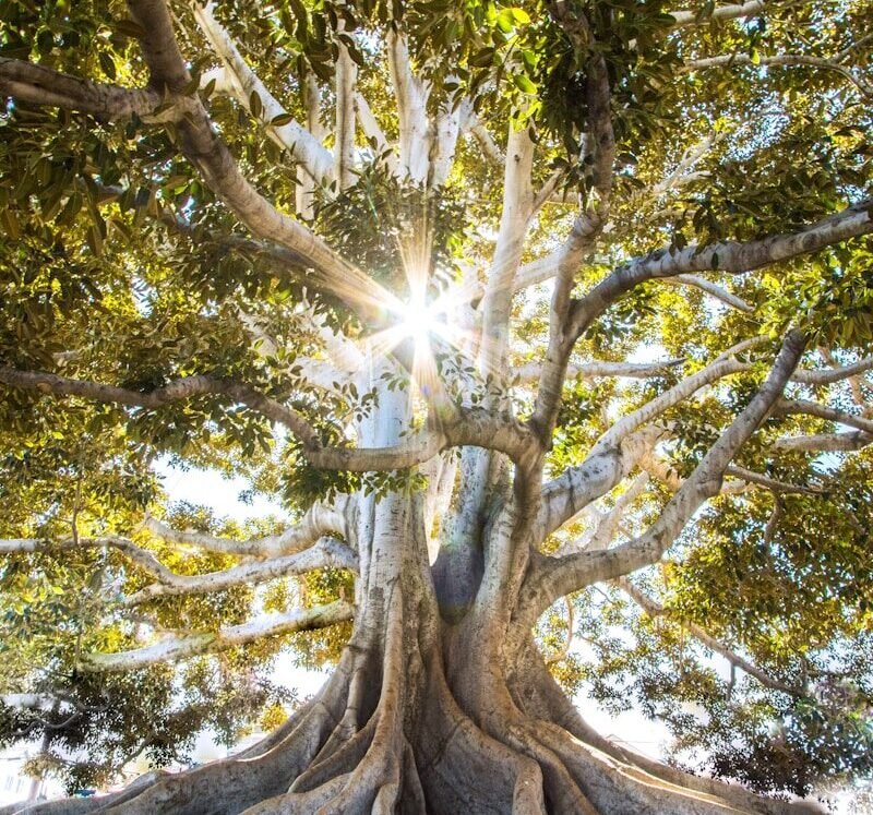 sun light passing through green leafed tree