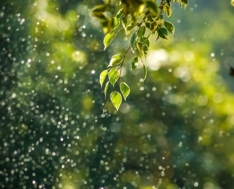 selective focus photo of green vine
