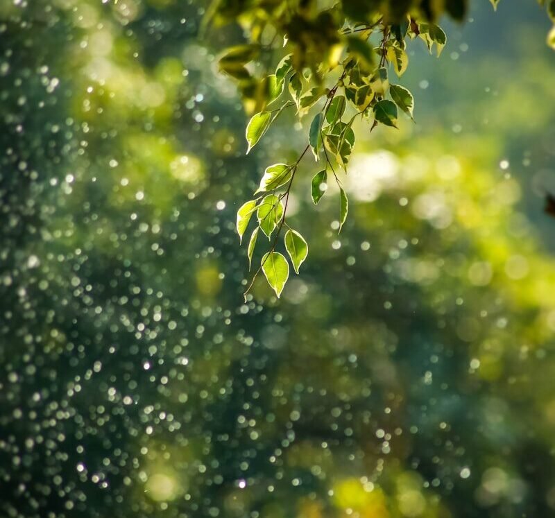 selective focus photo of green vine