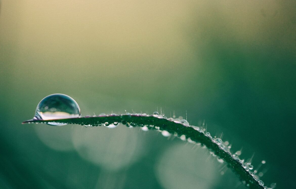 macro photography of drop of water on top of green plant