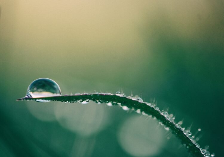 macro photography of drop of water on top of green plant