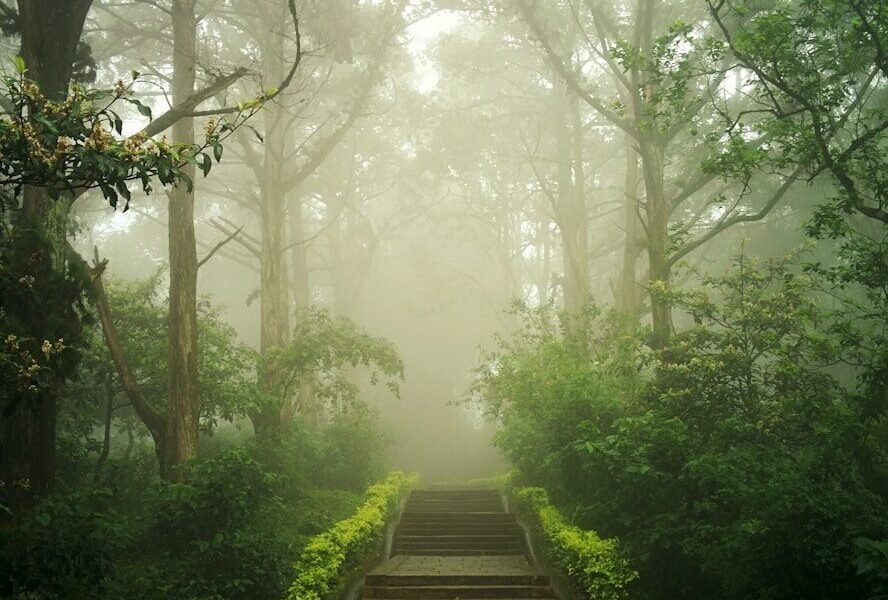trees and plants