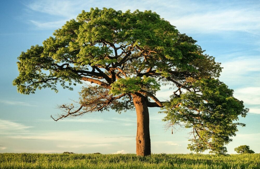 green leaf tree under blue sky