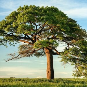 green leaf tree under blue sky