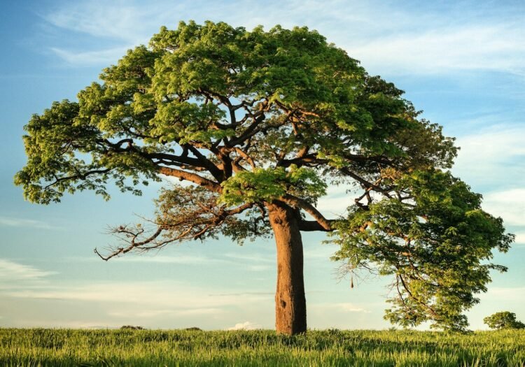 green leaf tree under blue sky
